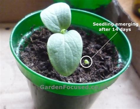 In cool climates, start cukes from seeds indoors about three to four. Expert advice on growing ridge cucumbers outside
