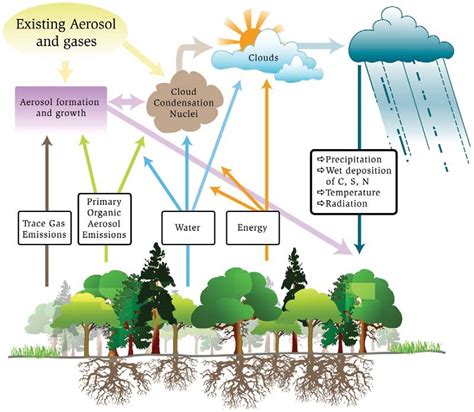 Schematic Of The Coupling Of Terrestrial Ecosystems And The Hydrologic