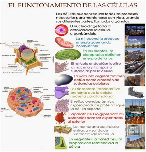 El Maravilloso Mundo De La Celula Descubrimiento De La Celula