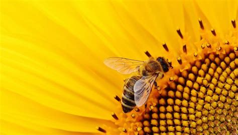 3 simple eyes on top of its head, and 2 compound honey bee activity is dependent on temperature, rather than the seasons as is the case with other bee species. Celebrating World Bee Day: Fun facts about the honey bee ...