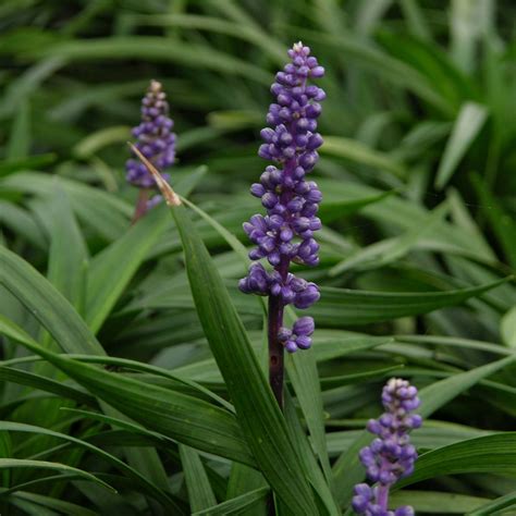 Liriope Muscari Liriope Muscari Muscari Plants