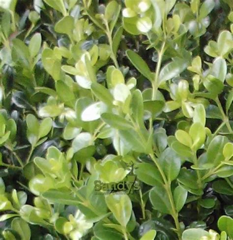 Boxwoods Wintergreen Buxus Microphylla Quart Pot 899 Picclick