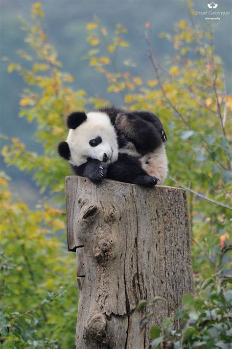 The 25 Best Baby Panda Bears Ideas On Pinterest Cute