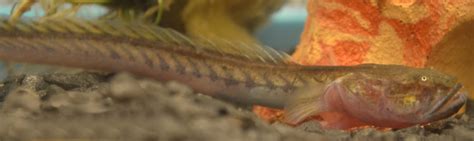 How To Care For A Violet Goby Dragonfish Pethelpful