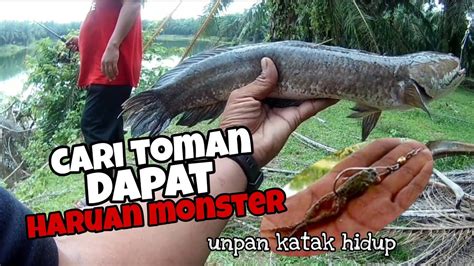 CARI TOMAN DAPAT HARUAN MONSTER CARA PASANG UMPAN KATAK HIDUP Adyflychannel YouTube