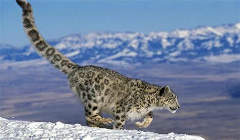 Snow Leopards Are Having Tails Nearly As Long As Their Bodies They Can