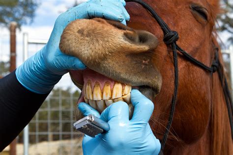 Dental Appliances To Retard Growth In Horses Procedure Efficacy