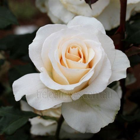 French Lace Shop Treloar Roses Premium Roses For Australian Gardens