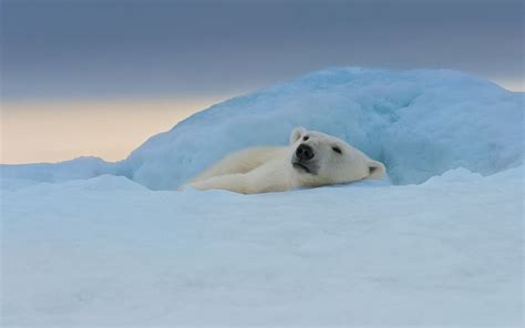 Polar Bear Resting On The Iceberg Along Spitsbergen Coast Svalbard