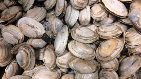 How Big Should A Clam Get Maine Eyes New Harvest Rules