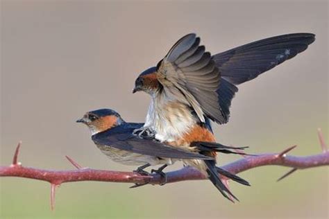 Bird Cloacal Kiss