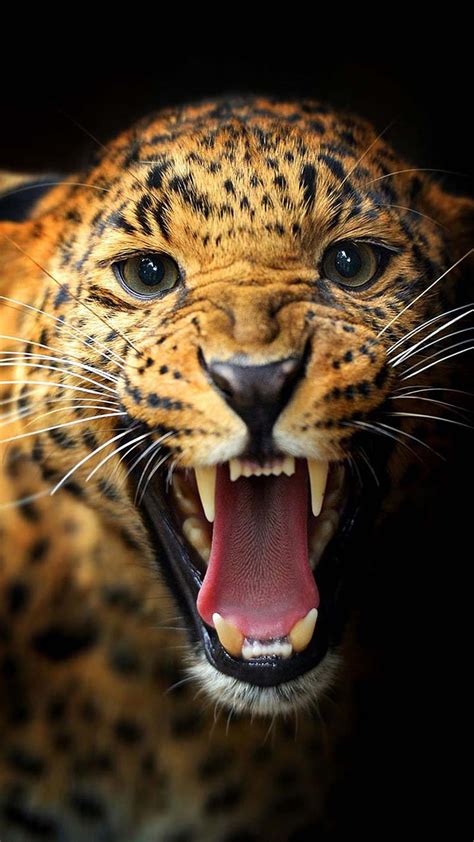 Leopardo Animal Pantera Negra León Naturaleza Pantera Tigre