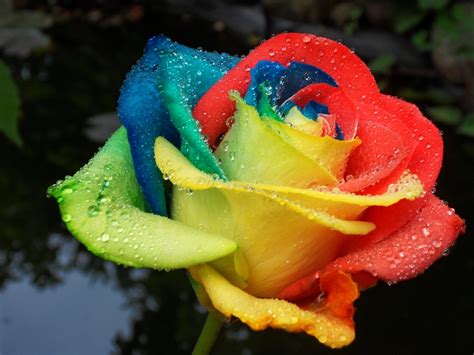 Flower News How To Make Rainbow Roses
