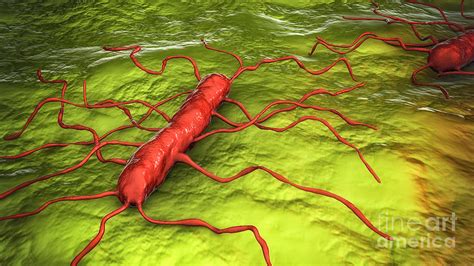 Listeria Monocytogenes Bacteria Photograph By Kateryna Kon Science
