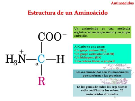 The World Of Science Los AminoÁcidos