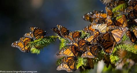 Interesting Facts About Monarch Butterfly Goldwiser Conroe