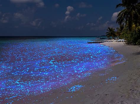 Vaadhoo Beach In The Maldives Glows In The Dark Worldatlas