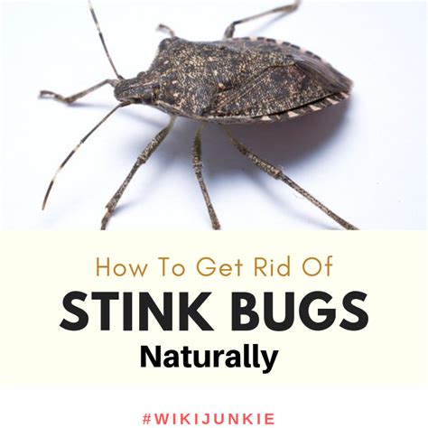 8 Remedies How To Get Rid Of Stink Bugs Naturally Wikijunkie How