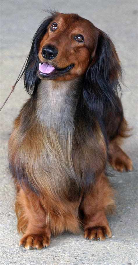 Long Haired Dachshund Haircut Which Haircut Suits My Face