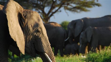Elephants Recognise Human Voices Bbc News