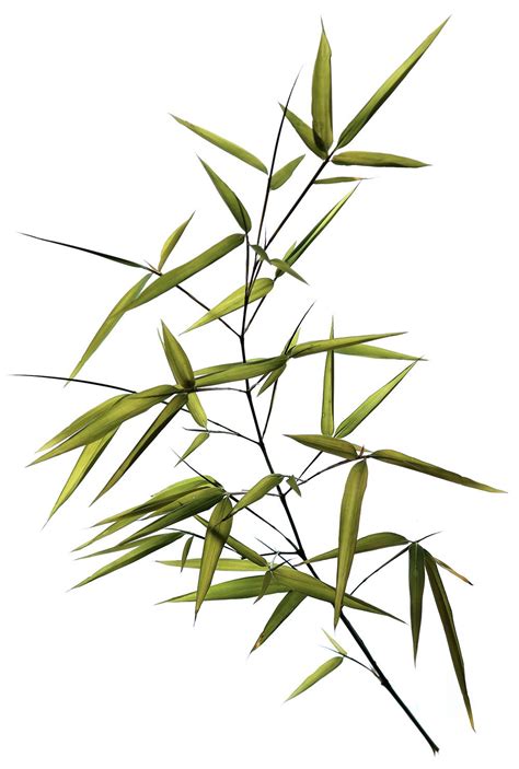 Maybe you would like to learn more about one of these? bamboo | STILL (mary jo hoffman) | Bamboo art, Bamboo ...