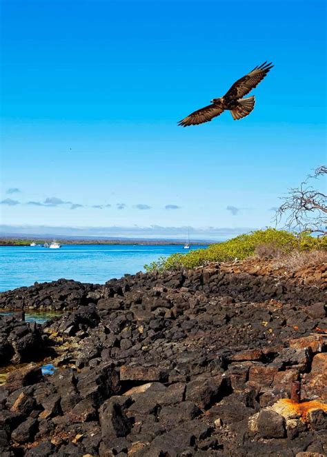 19 Galapagos Islands Animals Travelers Guide Facts Photos Videos