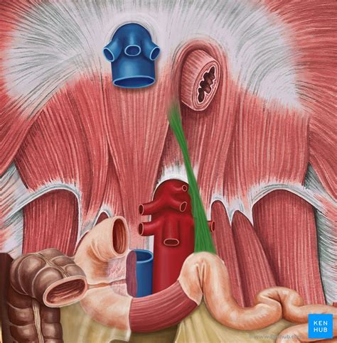 Ligament Of Treitz Anatomy