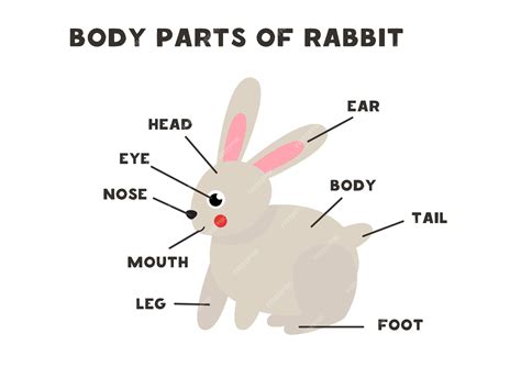 Premium Vector Body Parts Of The Cute Cartoon Rabbit Animals Anatomy