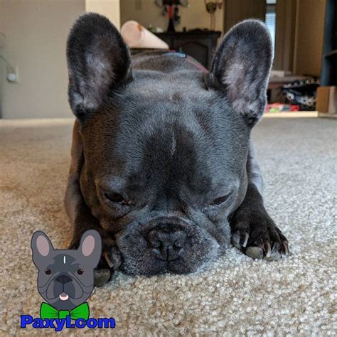 What are we doing to give our puppies the best start in life? Blue French Bulldog Oregon | French Bulldog