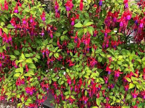 Fuchsia Plant Facts How To Grow And Care Tips You Must Know Growingvale