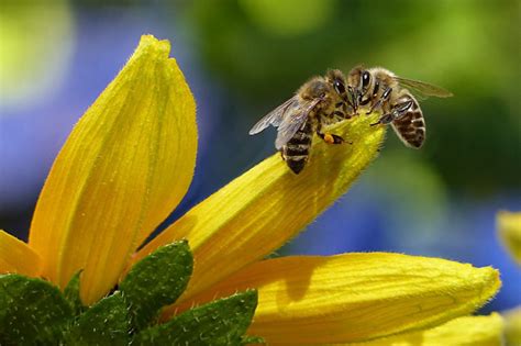 Ekogazeta brak komentarzy mikołów, natura. W Dzień Pszczoły samorządowcy z Metropolii radzą, jak ...