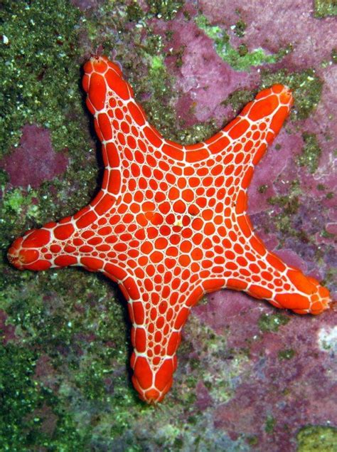 223 Best Star Fish Images On Pinterest Starfish Marine