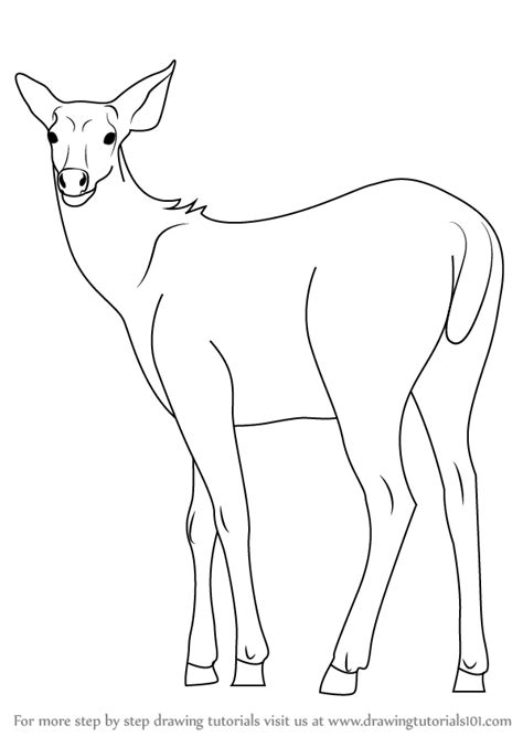 Learn How To Draw A Sambar Deer Wild Animals Step By