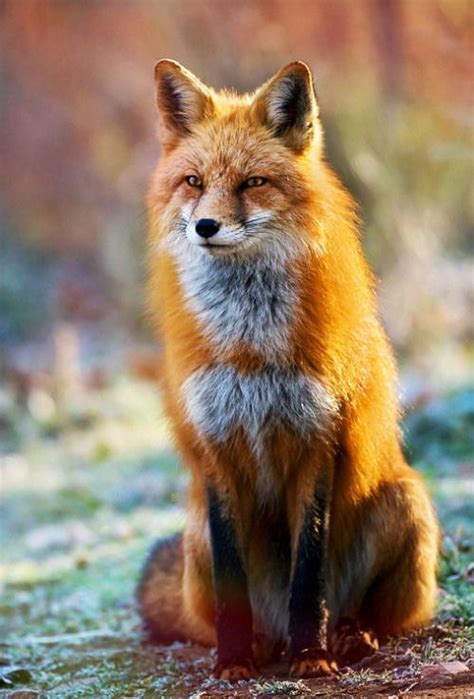 Red Fox Animal Wildlife Photography Fuchs Haustier