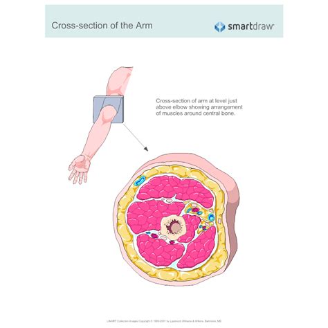 Cross Section Of The Arm