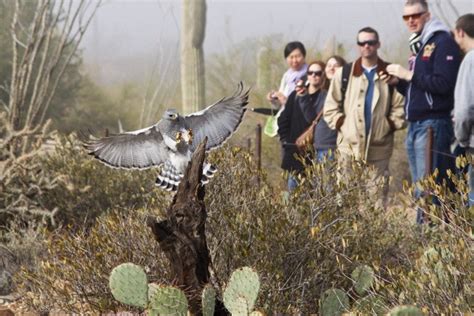 Raptor Free Flights Return To The Arizona Sonora Desert Museum