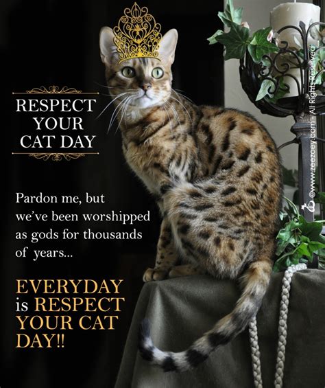 R E S P E C T The Cat For Respect Your Cat Day Zee And Zoeys Cat