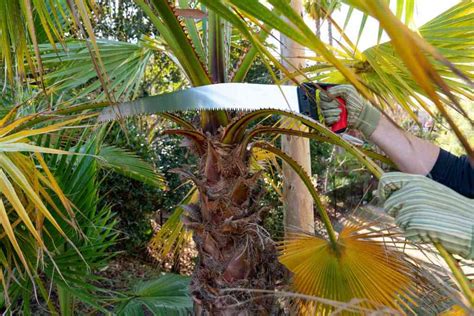 Palm Tree Trimming An Experts Tips Step By Step Guide