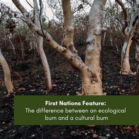 First Nations Feature The Difference Between An Ecological Burn And A