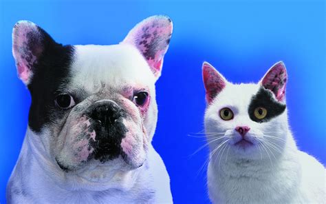 Funny Dogs And Cats Wallpapers Hd Wallpapers 78258