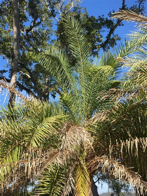 Sylvestris Palm Problem Discussing Palm Trees Worldwide Palmtalk