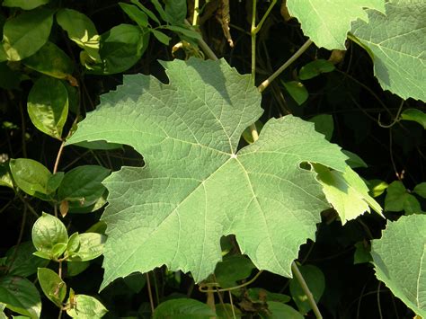 Hold the end of one vine in your hand and trace it. Grape Leaves | Grape leaves, Plant leaves, Image