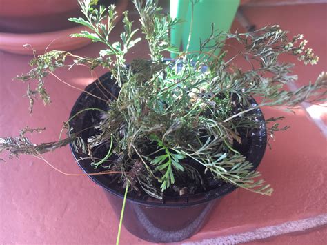 We did not find results for: rabbits foot fern is dying what's wrong with it? : gardening