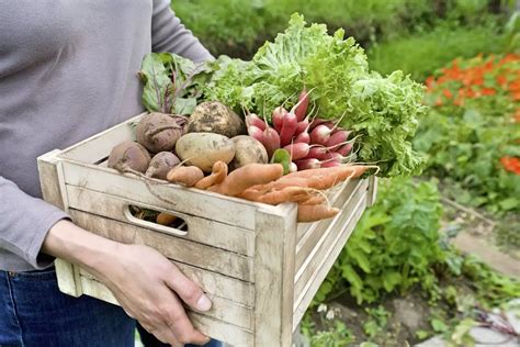 Des L Gumes De Son Potager Que Cultiver Expondo Pl