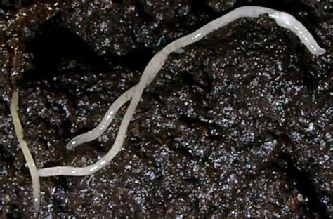 What Are Tiny White Worms In Soil And How To Remove Them
