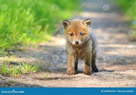 Adorable Red Fox Vulpes Vulpes Pup Stock Photo Image Of Wildlife