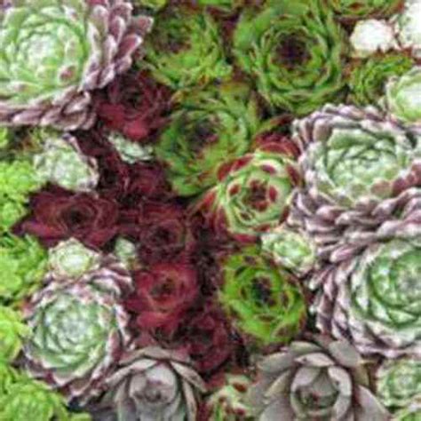 Sempervivum Seed Hens And Chicks Ground Cover Seeds