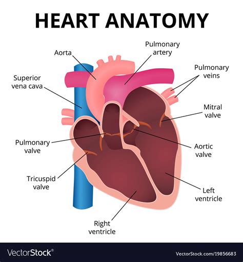 Anatomy Of The Human Heart Royalty Free Vector Image