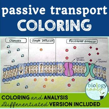 Higher order questions for this lesson. Cell Transport- Passive Transport Coloring by Biology ...