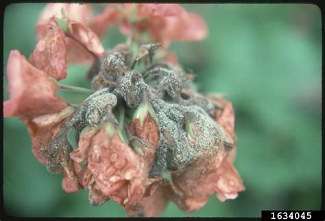 Check spelling or type a new query. gray mold (Botrytis cinerea ) on geranium (Pelargonium spp ...